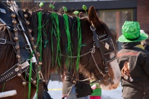 Kevin Taylor's St. Patricks Day horse